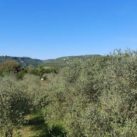 Degli Ulivi