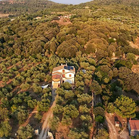 Degli Ulivi *
